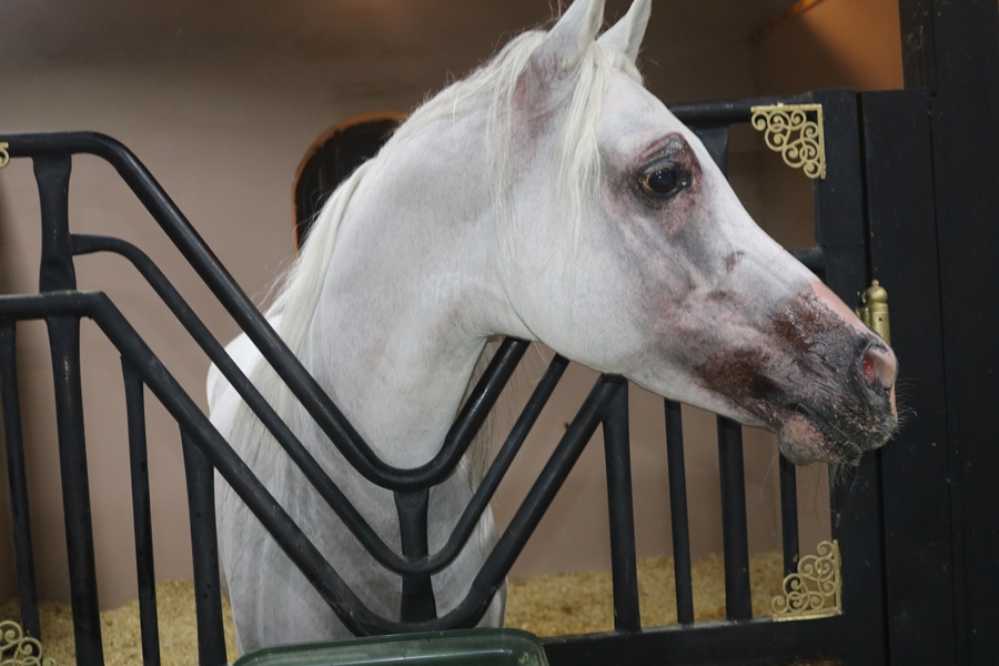 IMG 9992 - وكالة عكاظ الاخبارية