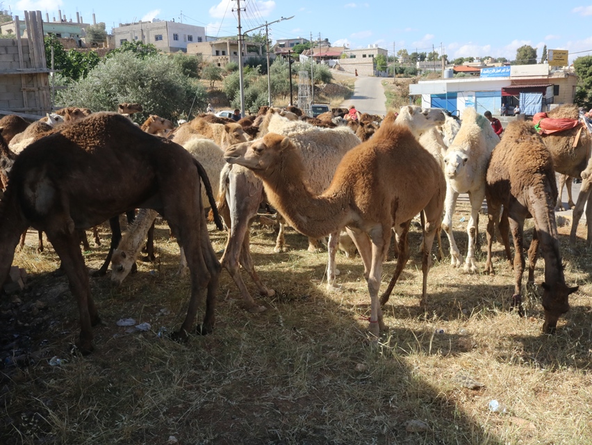 IMG 6573 - وكالة عكاظ الاخبارية