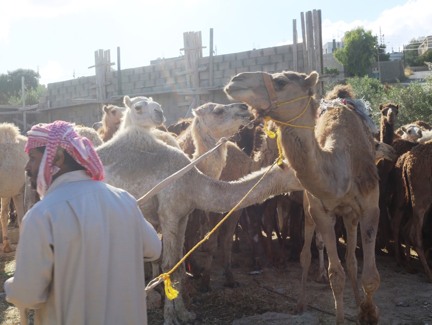 IMG 6622 - وكالة عكاظ الاخبارية