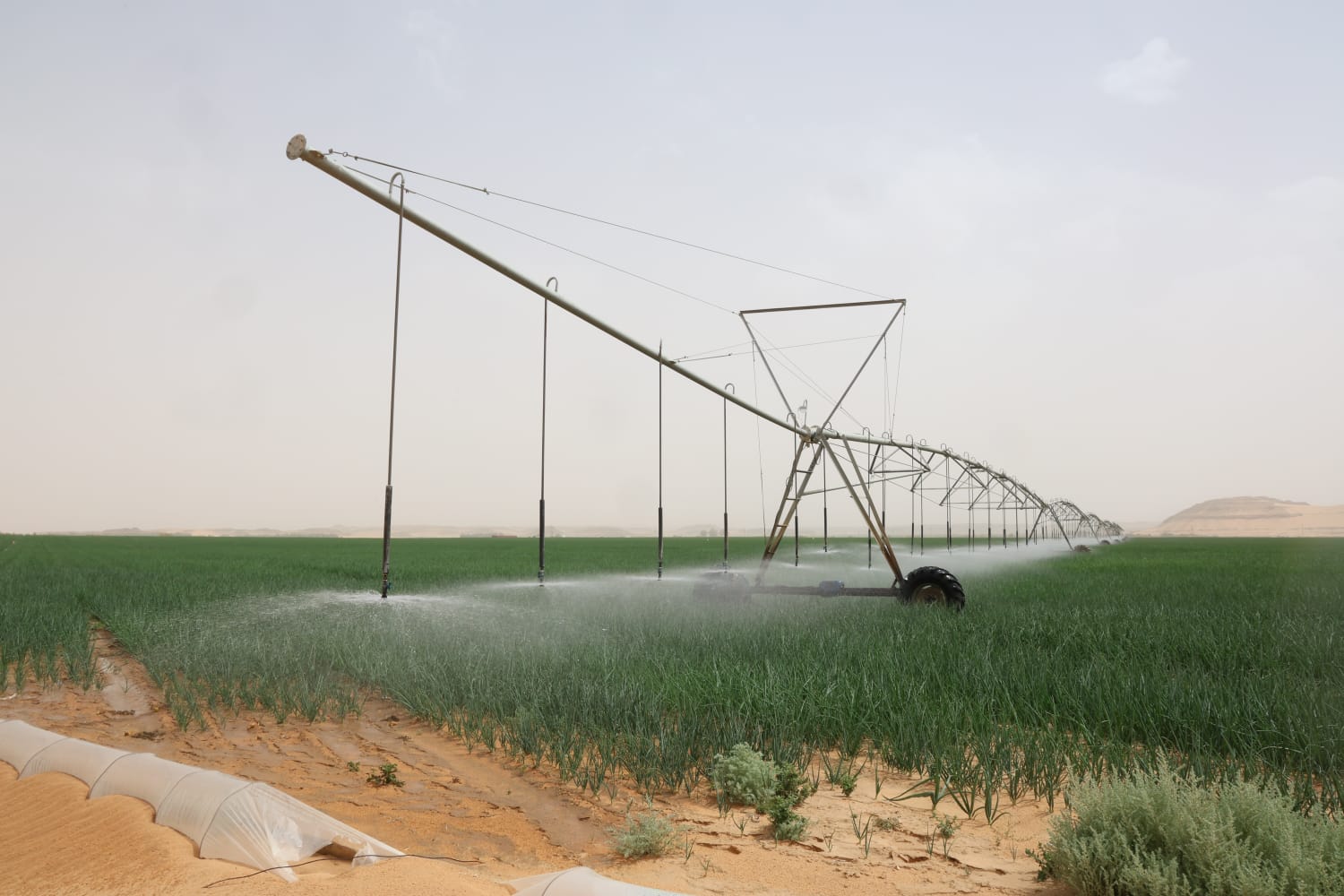 956ad691 4f07 4193 8ab2 ab81051d4792 - وكالة عكاظ الاخبارية