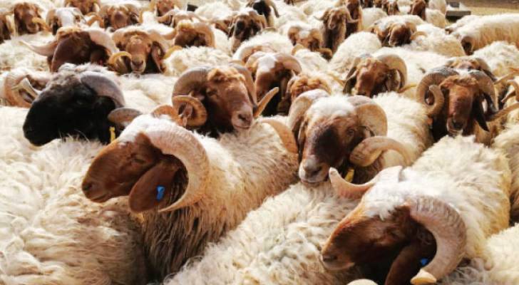 MjA5Ai2gEfMmIvuSMCqv7hOSgcHdu2PINRqAMUsC - وكالة عكاظ الاخبارية