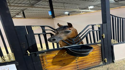 في اضخم عرض للفروسية بالمملكة يفتتح مركز السلطان للفروسية فعالياته اليوم الاحد 17/9/2023 .. والدعوة عامة