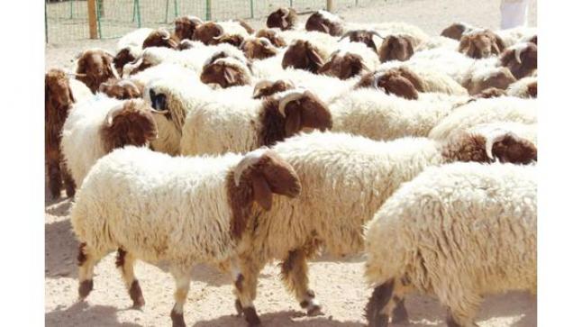 وزارة الإدارة المحلية تطالب البلديات التقيد التام بشروط تخصيص أماكن بيع الأضاحي