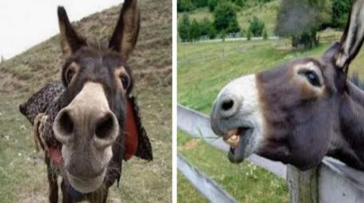 يبقى الحمار حمارا ولو فاز بالسباق