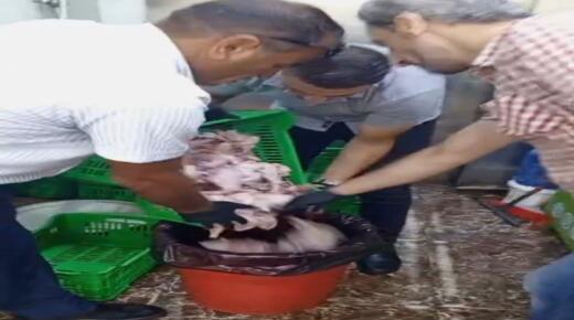 كوادر الشؤون الصحية في بلدية الزرقاء تضبط مركبه تحمل كمية من الدجاج مجهول المصدر