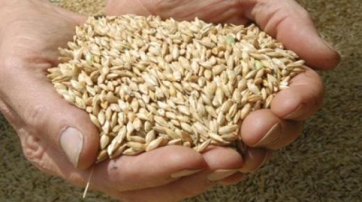 اختفاء 43 طنا من الشعير والنخالة بمستودعات الصناعة