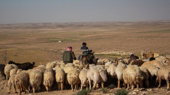فساد بـ 40 ألف دينار في توزيع حصص الأعلاف
