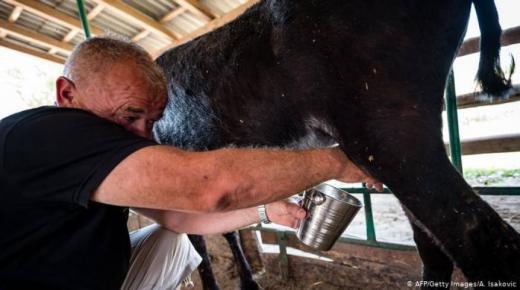 في ألبانيا حليب الحمير لمواجهة كورونا.. اللتر بـ 50 يورو