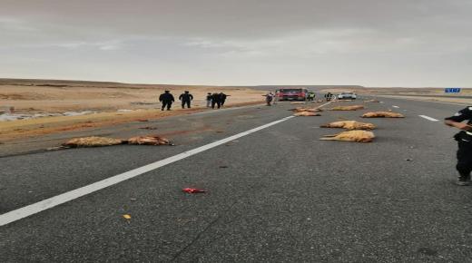 اصابة شخص ونفوق اغنام بانقلاب شاحنة على الصحراوي – شاهد حادث الدهس بالفيديو