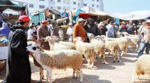 بالفيديو … فوضى وسرقة أغنام بالحي الحسني تستنفر الأمن