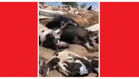 قتل 49 بقرة باطلاق النار عليهم من قبل مسلحين في مصنع الجنيدي للألبان !!!صور وفيديو