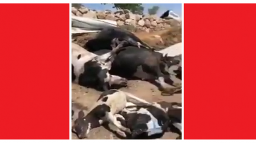 قتل 49 بقرة باطلاق النار عليهم من قبل مسلحين في مصنع الجنيدي للألبان !!!صور وفيديو