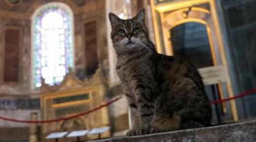 السماح للقطة «جلي» بالبقاء في «آيا صوفيا»