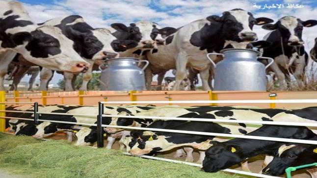 قطاع الأبقار يوقع اتفاقية بتأمين15طن من الحليب مع شركة منحتها الزراعة رخصة استيراد 1000 رأس من الأبقار